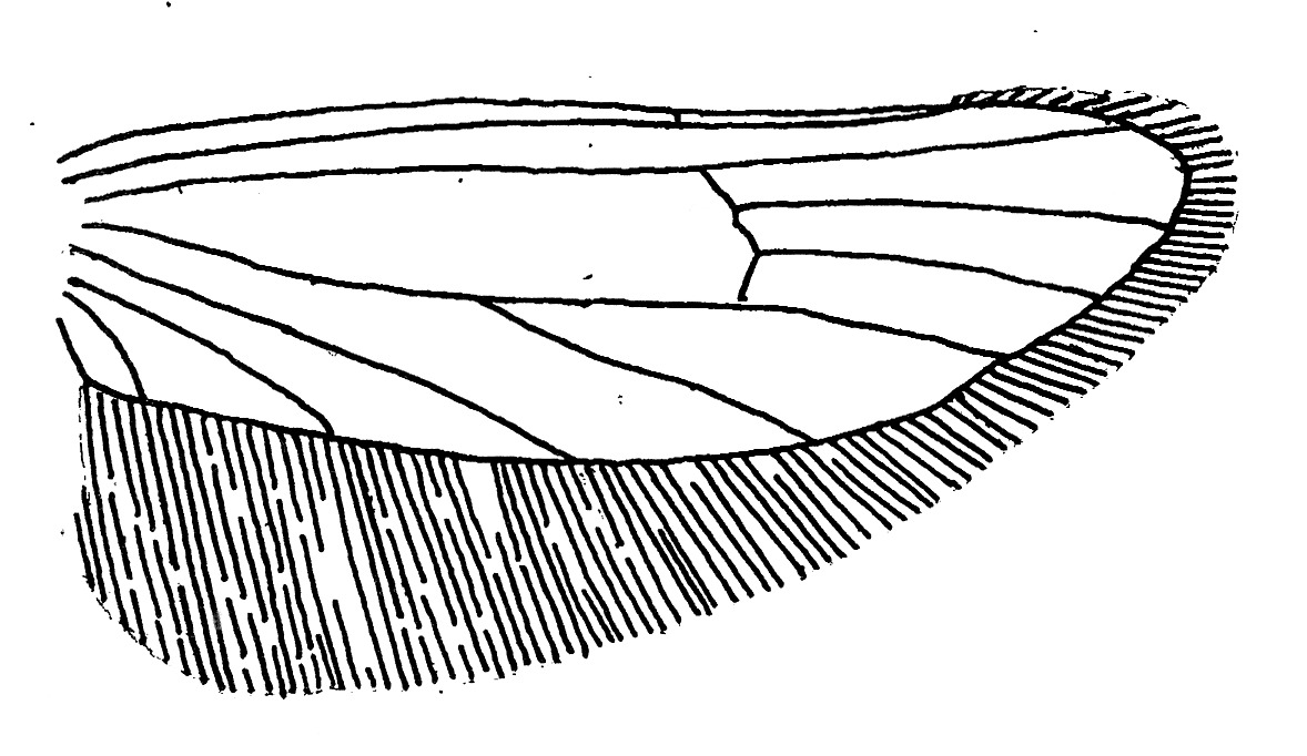 Achtervleugel met aderstelsel en franje van een Stippelmot (Yponomeuta spec., Yponomeutidae).